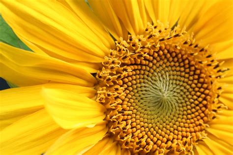 5 / 5 6 мнений. Sunflower Magic, Legends, and Folklore