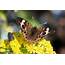 Delco Daily Top Ten 10 Identifying Butterflies