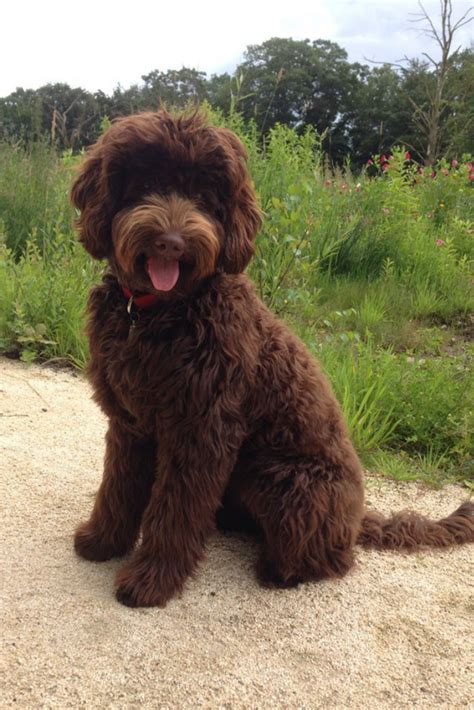 Chien Goldendoodle Brown Labradoodle Labradoodles Goldendoodles