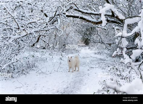 Samoyed Dog In Snow Stock Photo Alamy