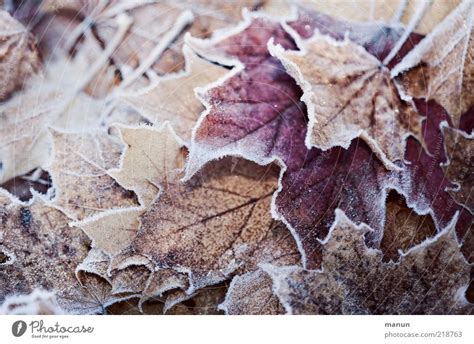 First Frost Nature Autumn A Royalty Free Stock Photo From Photocase