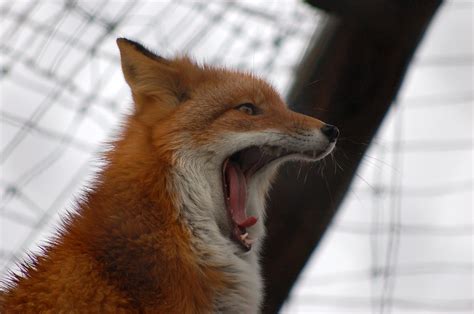 Fox Yawning Pj Chmiel Flickr