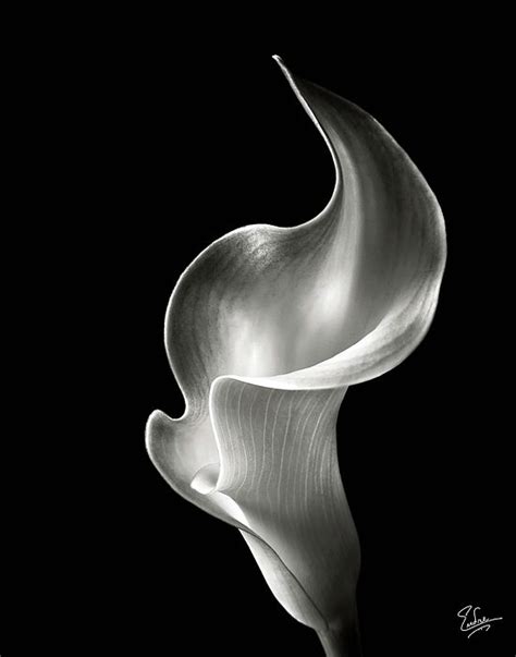 Flame Calla Lily In Black And White Greeting Card For Sale By