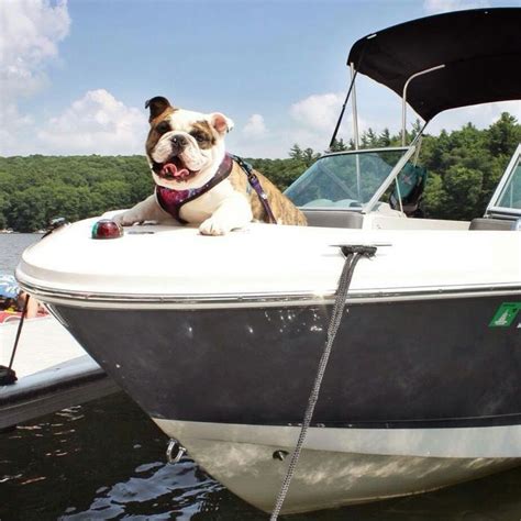 Im On A Boat Dogs On Boats Bulldog Mom Dog