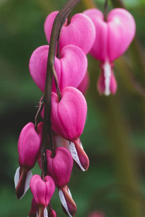 How To Propagate Bleeding Hearts To Create More Plants