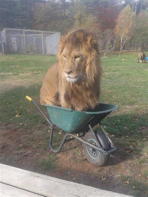 15 Cute Photos Will Shows Big Cats Act Like Small Cats Reckon Talk