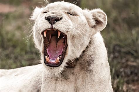 Vidéo La Réinsertion Des Lions Blancs Dafrique Du Sud Les Echos