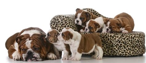 Maybe you would like to learn more about one of these? How to Take Care of a Pregnant English Bulldog | Cuteness