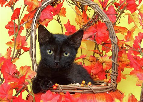 Black Kitten Autumn Photograph By Sheila Fitzgerald Fine Art America