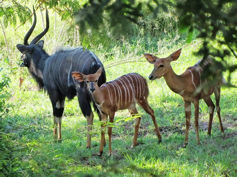 Nyala Antelope South African Animals Africa Wildlife Hooved Animal