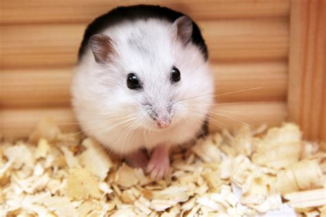 Dwarf Hamster Facts And Care Tips Pet Comments