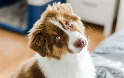 Do Australian Shepherds Shed The Hairy Truth The Native Pet