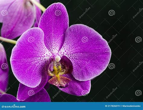 Purple Phalaenopsis Orchid Flower Phalaenopsis Known As The Moth
