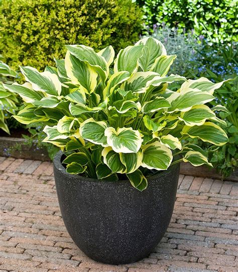 We did not find results for: HOSTA FUNKIA So Sweet #SADZONKA W DONICZCE - 7335008397 ...
