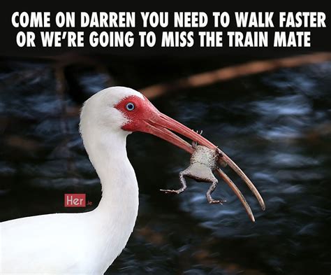 Beautiful Wildlife Images Ruined And Turned Into Memes For Your