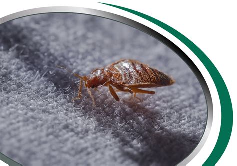 Bed Bugs Control Sydney Call Now From 85 Bed Bugs Removal