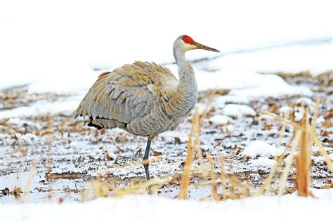 Sandhill Crane In Michigan Winter Photograph By Shixing Wen Fine Art