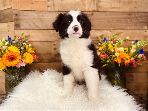 Bernese Mountain Dog Mix With Border Collie