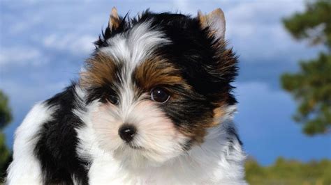 30 Small Hypoallergenic Dogs That Dont Shed Barking