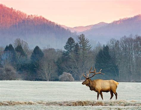 Bull Elk At Sunrise In Great Smoky Mountains National Park North