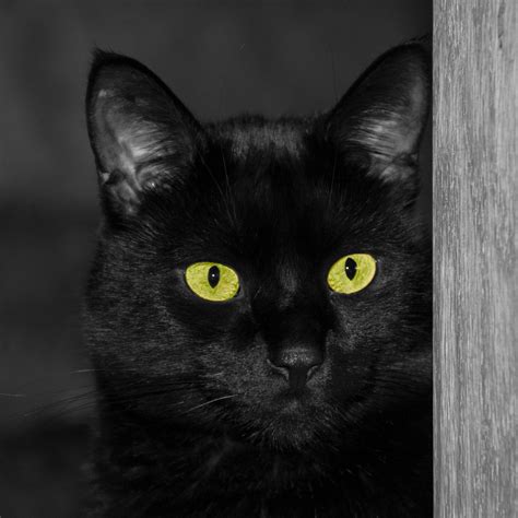 10 Reasons A Black Cat Is A Wonderful Choice For Adoption Organic