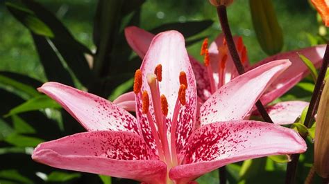 Tiger Lily Pink Free Photo On Pixabay
