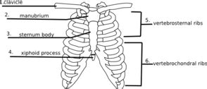 It encloses and protects the heart and lungs. Answers Rib Cage Quiz Clip Art at Clker.com - vector clip art online, royalty free & public domain