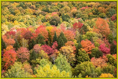 Vermont Foliage Photograph By Sherman Perry Fine Art America
