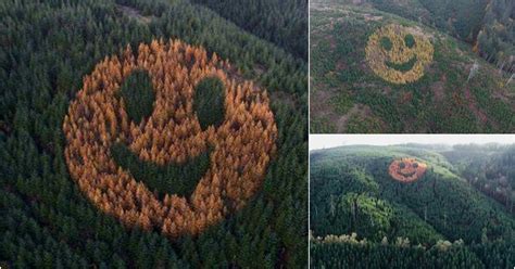 Giant Smiley Face On Oregon Hillside Is Made Up Of Trees Breaking