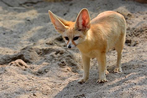 Fennec Fox Pictures Images And Stock Photos Istock