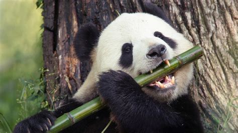 Giant Panda Facts And Interesting Panda Facts
