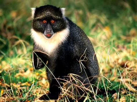 Imagem De Fundo Animais Macaco Mono Primata Download Grátis