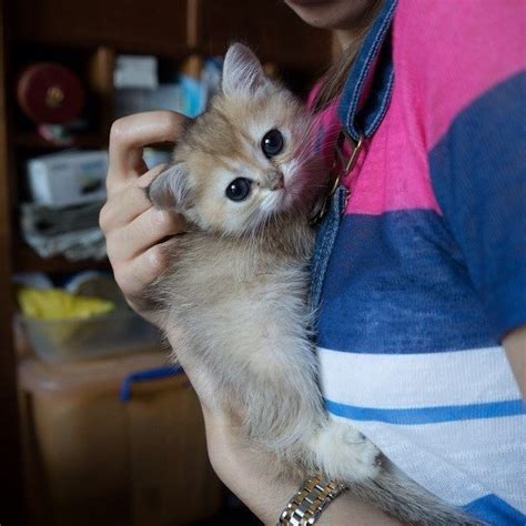 Cat Becomes Snaggletoothed As He Grows Up Love Meow