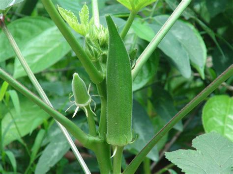 It is valued for its edible green seed pods. How to grow Okra plant | Growing Okra in a pot | lady ...