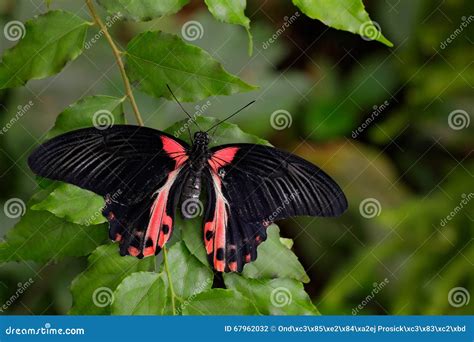 Beautiful Black Butterfly Scarlet Mormon Or Red Mormon Papilio