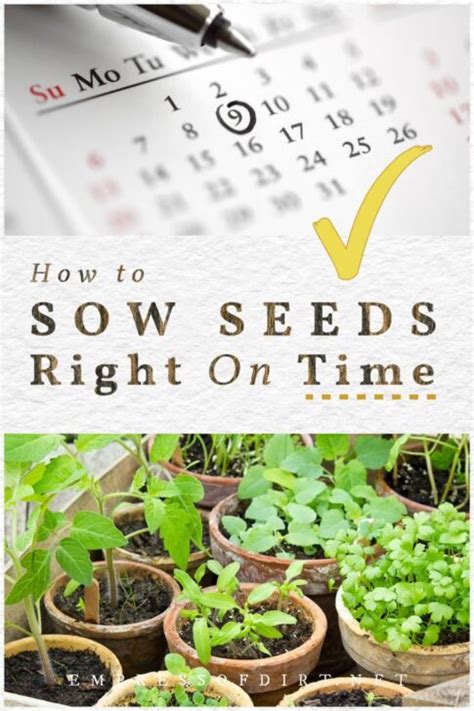 Tips To Ensure Seeds Are Started On Time