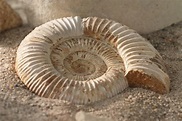 File:Ammonit - Wüstenhaus.jpg - Wikimedia Commons