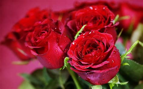 Hd Wallpaper Nature Flowers Bouquets Rose Red Close Macro Holidays
