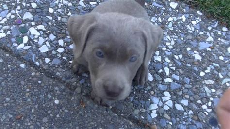 At 5 weeks old, your baby may be flashing her first smile and becoming more interactive. Trained my new 7 week old Silver (Lab) Labrador puppy to sit in 5 minutes. - YouTube