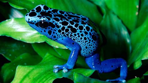 Frog Animals Amphibian Poison Dart Frogs Wallpapers Hd Desktop And