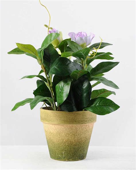 A variety of qualities available, from budget friendly to premium. 27cm Magnolia Silk Flower in Paper Pulp pot | Silk Flowers ...