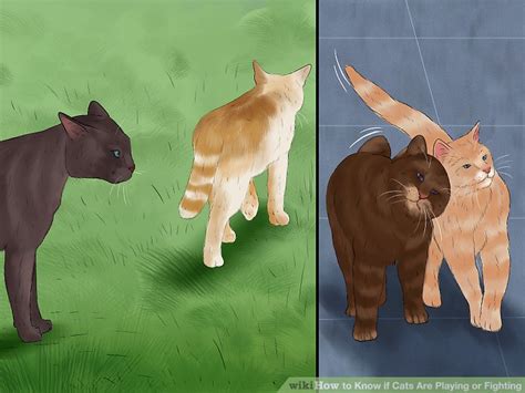 Humans aren't the only ones that pets are heroes to. 3 Ways to Know if Cats Are Playing or Fighting - wikiHow