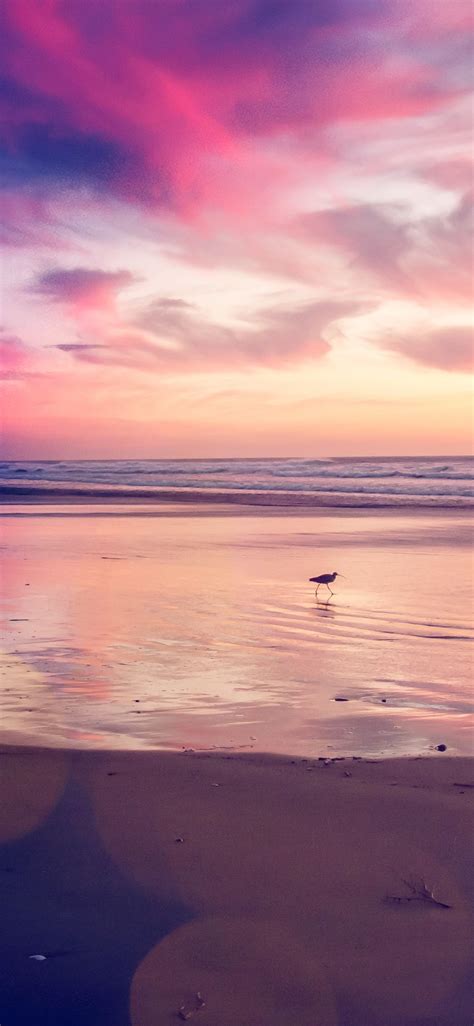 Pink Beach Sunset Wallpaper 72 Images