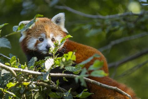Un Nouveau Panda Roux Au Parc Animalier De Sainte Croix