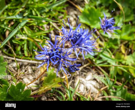 Blue Flowers Of Jasione Montana In Pelister National Park In Macedonia