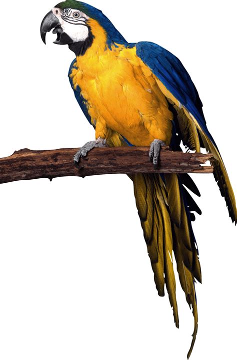 Download Yellow Blue Pirate Parrot Png Image For Free