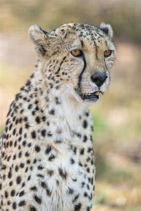 Sitting Cheetah Portrait Portrait Of One Of The Cheetahs O Flickr