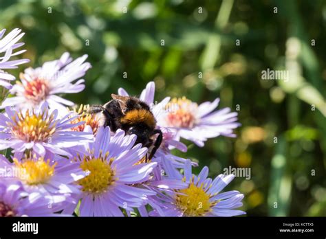 The Bumblebee Sitting On A Flower Aster Amellus And Feeding On Nectar