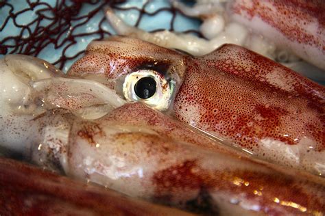 Free Images Food Seafood Squid Fauna Invertebrate Close Up Fish