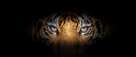 Tiger Face On Black Background Stock Photo Download Image Now Istock